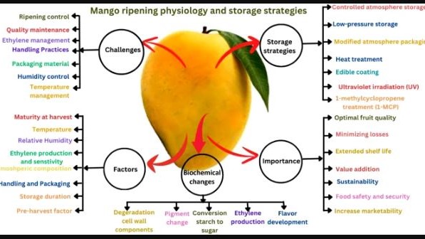 mango graphic abstract b.JPG